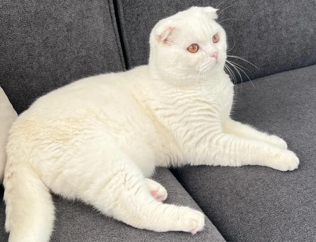 Scottish Fold 1,5 Yaşında Kedim Eş Arıyor - 118964922