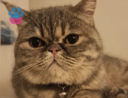 British Shorthair 1 Yaşında