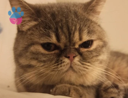 British Shorthair 1 Yaşında