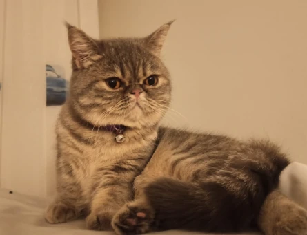 British Shorthair 1 Yaşında - 118964926