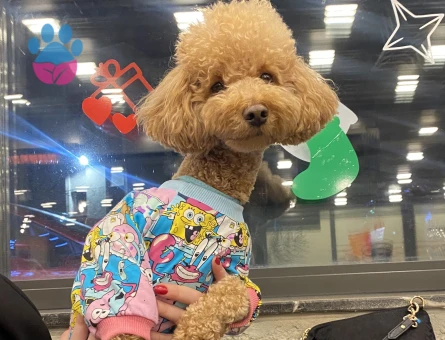 Toy Poodle 3 Yaşında Oğluma Eş Arıyorum