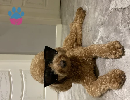 Toy Poodle 3 Yaşında Oğluma Eş Arıyorum
