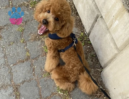 Toy Poodle 3 Yaşında Oğluma Eş Arıyorum