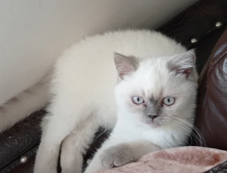 British Shorthair 1 Yaşında Oğlum Eş Arıyor - 118964950