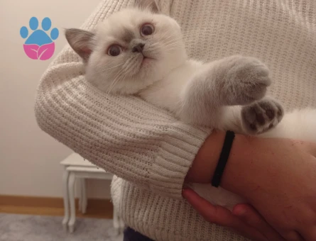 British Shorthair 1 Yaşında Oğlum Eş Arıyor