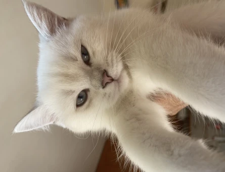 British Shorthair 2 Yaşında Kızgınlıkta - 118964962