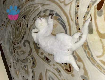 British Shorthair 2 Yaşında Kızgınlıkta