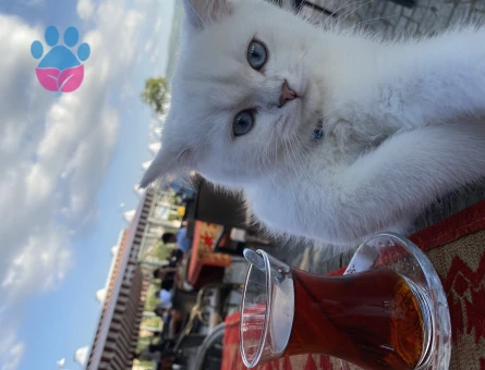 British Shorthair 2 Yaşında Kızgınlıkta