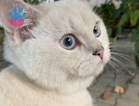 British Shorthair 2 Yaşında Kızgınlıkta