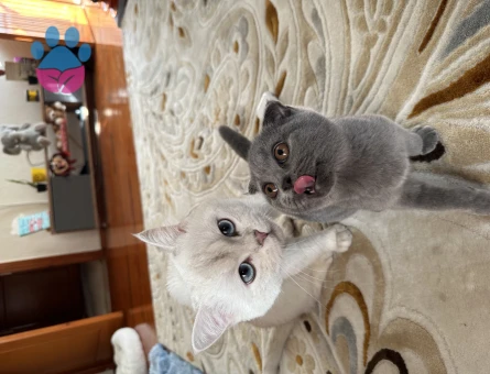 British Shorthair 2 Yaşında Kızgınlıkta