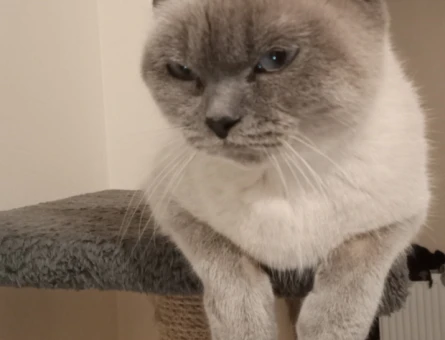 British Shorthair 1 Yaşında Kızıma Eş Arıyoruz - 118964967
