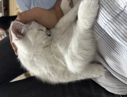 British Shorthair 1 Yaşında Kedim Eş Arıyor - 118964972