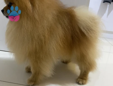Pomeranian Boo 1 Yaşında Eş Arıyor