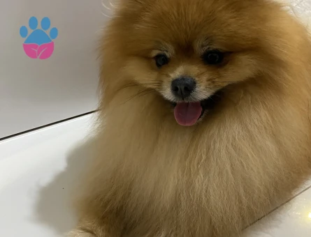 Pomeranian Boo 1 Yaşında Eş Arıyor