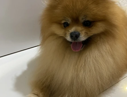 Pomeranian Boo 1 Yaşında Eş Arıyor - 118964974