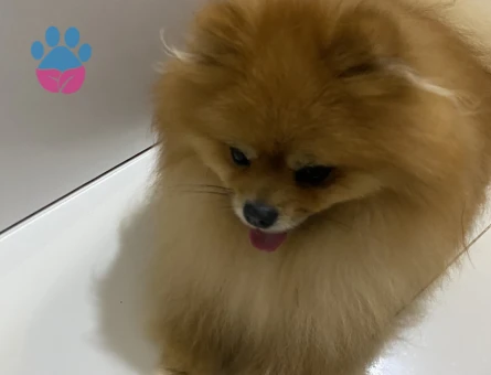 Pomeranian Boo 1 Yaşında Eş Arıyor