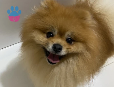 Pomeranian Boo 1 Yaşında Eş Arıyor