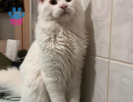 Maine coon 1 Yaşında Eş Arıyor