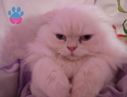 Paşam eş arıyorum