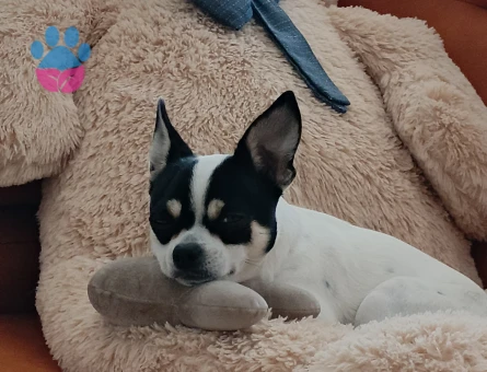 Chihuahua Oğlumuza Gelin Aranıyor