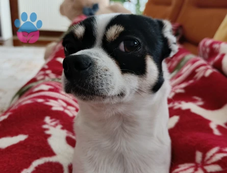 Chihuahua Oğlumuza Gelin Aranıyor