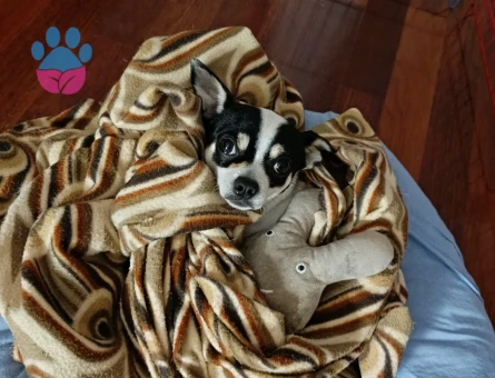 Chihuahua Oğlumuza Gelin Aranıyor