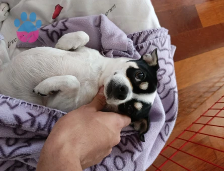 Chihuahua Oğlumuza Gelin Aranıyor