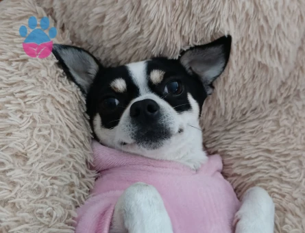 Chihuahua Oğlumuza Gelin Aranıyor