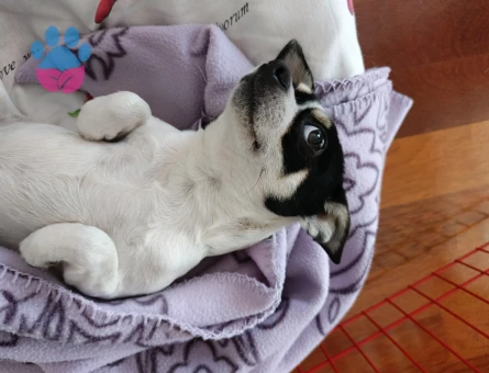 Chihuahua Oğlumuza Gelin Aranıyor