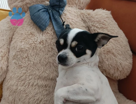 Chihuahua Oğlumuza Gelin Aranıyor