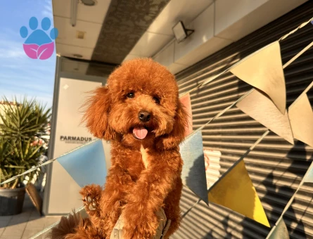 MeLo ya eş arıyoruz