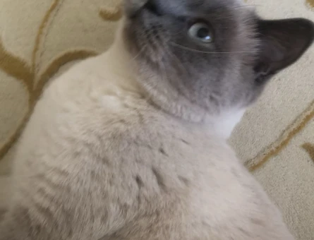 British shorthair - 118975956