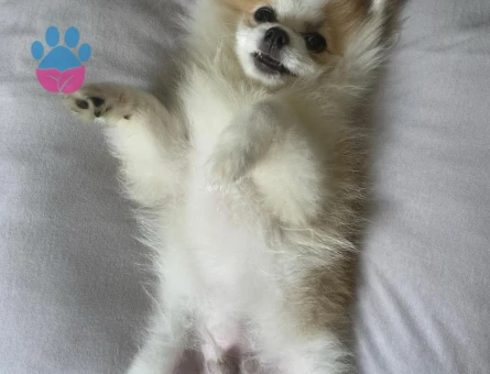 Pablo oğlumuza eş arıyoruz