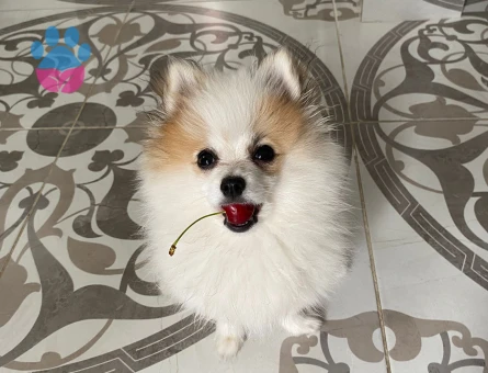 Pablo oğlumuza eş arıyoruz