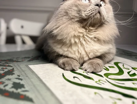 Scottish longhair - 118975962
