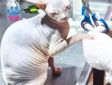 🐱 SAFKAN SFENKS DİŞİ – ÇİFTLEŞTİRME İLANI 🐱