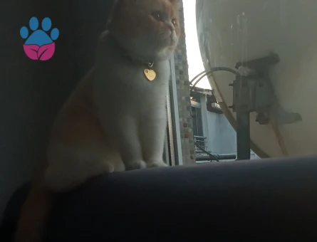 British shortair 1 Yaşında Eş Arıyor