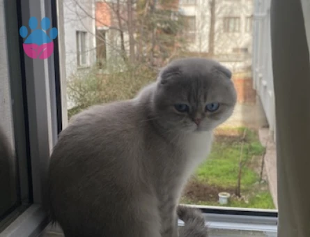 Scotish Blue Point Oğlumuza Eş Arıyoruz