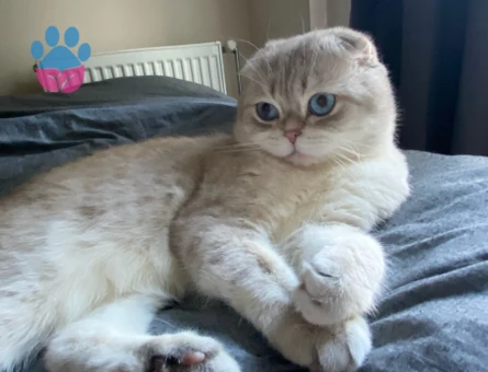 Scotish Blue Point Oğlumuza Eş Arıyoruz