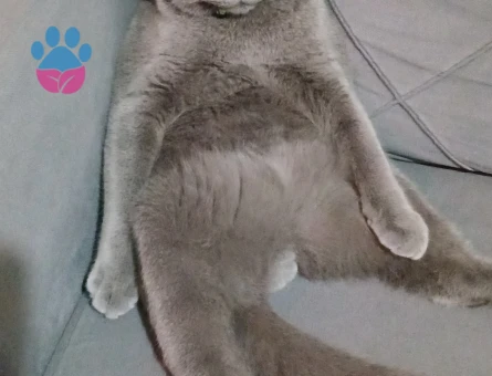 British Shorthair 11 Aylık Eş Arıyor