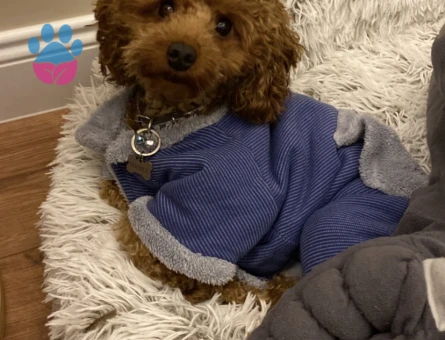 Oğlum gelin adaylarını arıyor