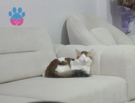 Tekir kediyim eş arıyorum