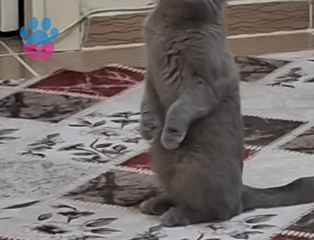 Scootish Fold Erkek Kedime Dişi Arıyorum