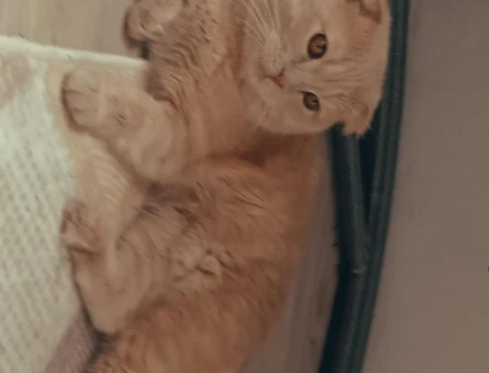 Scottish Fold 2 Yaşında Eş Arıyor - 118967401
