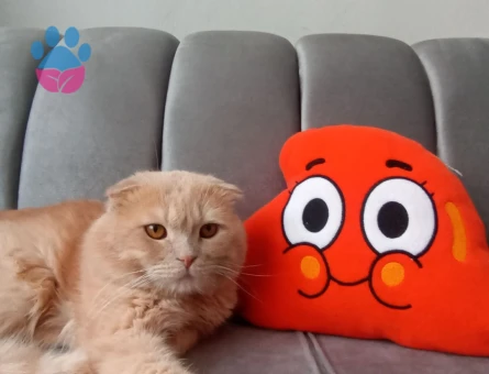Scottish Fold 2 Yaşında Eş Arıyor