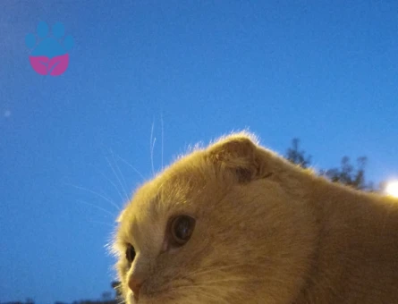 Scottish Fold 2 Yaşında Eş Arıyor