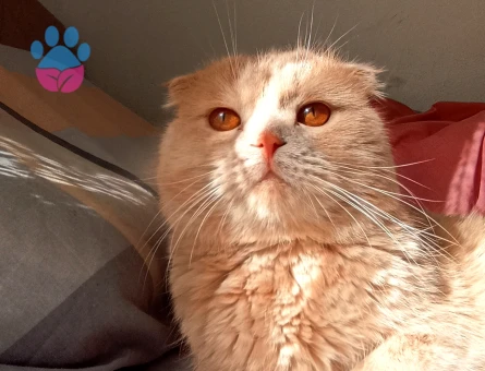 Scottish Fold 2 Yaşında Eş Arıyor