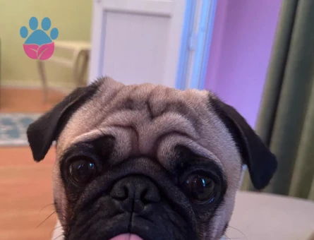 Pug Cinsi Köpeğime Eş Arıyorum