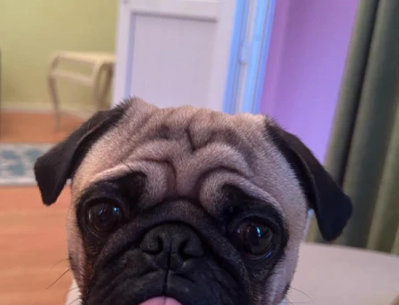 Pug Cinsi Köpeğime Eş Arıyorum - 118967403