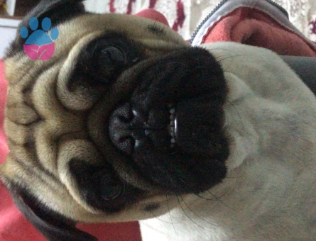 Pug Cinsi Köpeğime Eş Arıyorum